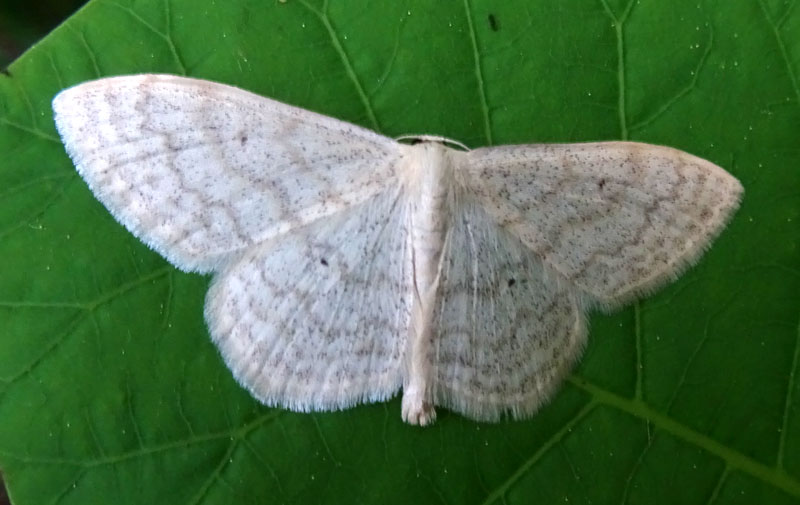 Scopula incanata - Geometridae